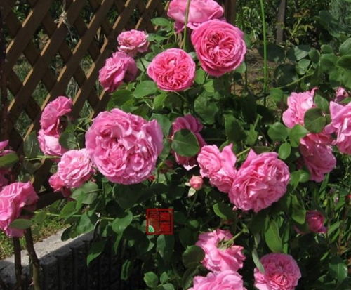 這種 花 一開(kāi),就沒(méi)有花能美過(guò)它,開(kāi)得越來(lái)越漂亮