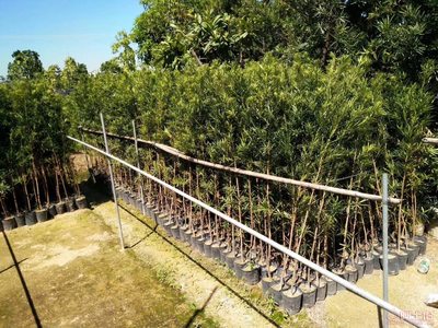 【羅漢松培養(yǎng)基地、羅漢松小苗直銷、質(zhì)優(yōu)價(jià)廉】綠化苗木,價(jià)格,廠家,供應(yīng)商,花木,龍海市東泗興輝園藝場 - 產(chǎn)品庫