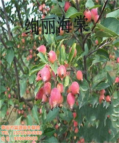 絢麗海棠苗 山東絢麗海棠苗 留源苗木 優質商家 高清圖片 高清大圖