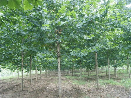 永濟18公分速生法桐占地苗木