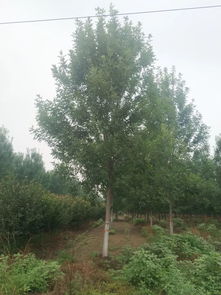 地推有料d13 優質苗木,歡迎選購