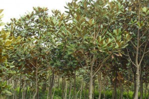 宜昌長利園藝廣玉蘭苗木產(chǎn)品圖片