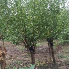 2018綠化苗木價格 報價 綠化苗木批發(fā) 園林網(wǎng)