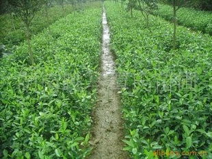 供應(yīng)精品綠化苗木,綠籬指導價 供應(yīng)精品綠化苗木,綠籬廠商 供應(yīng)精品綠化苗木,綠籬廠商 圖 盡在農(nóng)苗網(wǎng) 長沙縣跳馬鎮(zhèn)譚氏苗圃