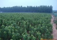 櫻桃樹苗紅燈、美早、早黃金[供應(yīng)]_綠化苗木_世界工廠網(wǎng)中國產(chǎn)品信息庫