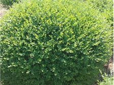 河北省定州市建衛苗圃產品展示