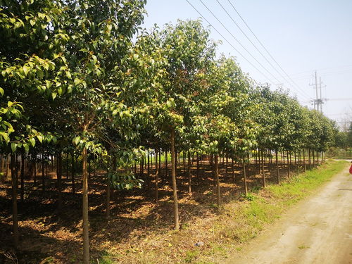 苗木行業產品視頻