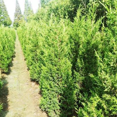 銷售信息 30公分側柏 側柏小苗 帥陽苗木 實地價格查詢