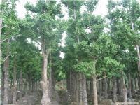 綠化苗木價(jià)格_綠化苗木價(jià)格相關(guān)信息_綠化苗木價(jià)格_一比多產(chǎn)品庫