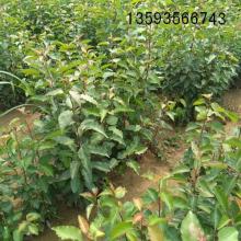 絳縣古絳鎮(zhèn)棟科苗木經(jīng)銷部 供應(yīng)產(chǎn)品