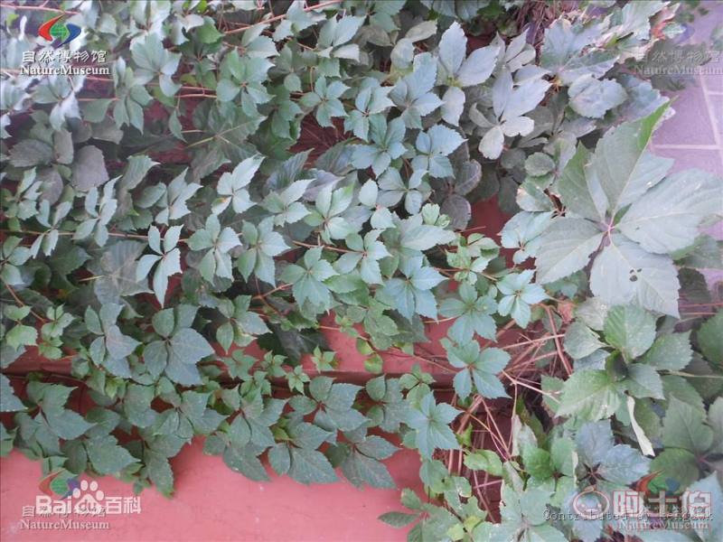 【遼寧五葉/三葉地錦 爬山虎小苗 新疆爬山虎 內(nèi)蒙三葉地錦哪里買】002,價格,廠家,供應(yīng)商,花木,開原市富春苗木經(jīng)銷處 - 產(chǎn)品庫