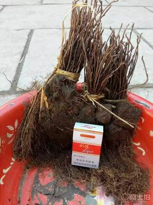 【大量批發(fā)五味子苗,一年生五味子苗】,價(jià)格,廠家,供應(yīng)商,花木,寬城區(qū)永發(fā)苗木培育基地 - 產(chǎn)品庫