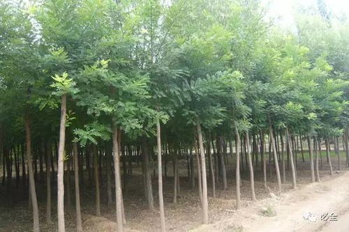 2017年國(guó)內(nèi)部分地區(qū)苗木市場(chǎng)情況分析