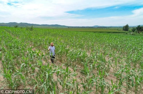 看圖 內(nèi)蒙古巴林左旗 小笤帚 掃 出大市場(chǎng)