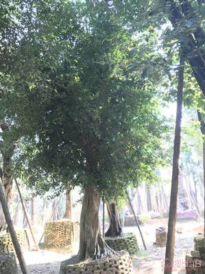 【小葉榕苗木直轄、品質(zhì)保證、最新報(bào)價(jià)】綠化苗木,價(jià)格,廠家,供應(yīng)商,花木,龍海市東泗興輝園藝場 - 產(chǎn)品庫