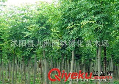 批發(fā)華山松,羅漢松,雪松,規(guī)格全,貨源足。-沭陽縣九洲園林綠化苗木場提供批發(fā)華山松,羅漢松,雪松,規(guī)格全,貨源足。的相關(guān)介紹、產(chǎn)品、服務(wù)、圖片、價(jià)格沭陽縣九洲園林綠化苗木場、花卉苗木;苗木種子;景觀木屋