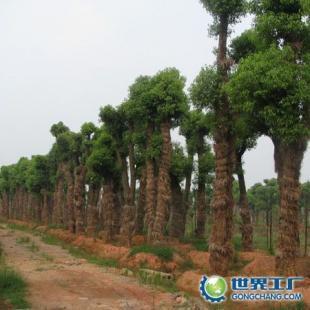 供應(yīng)苗木供應(yīng)商;湖南香樟,中國香樟網(wǎng),求購香樟,香樟價(jià)格_農(nóng)副產(chǎn)品_世界工廠網(wǎng)中國產(chǎn)品信息庫