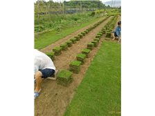 產品展示 郴州市蘇仙區宏達草皮苗木基地