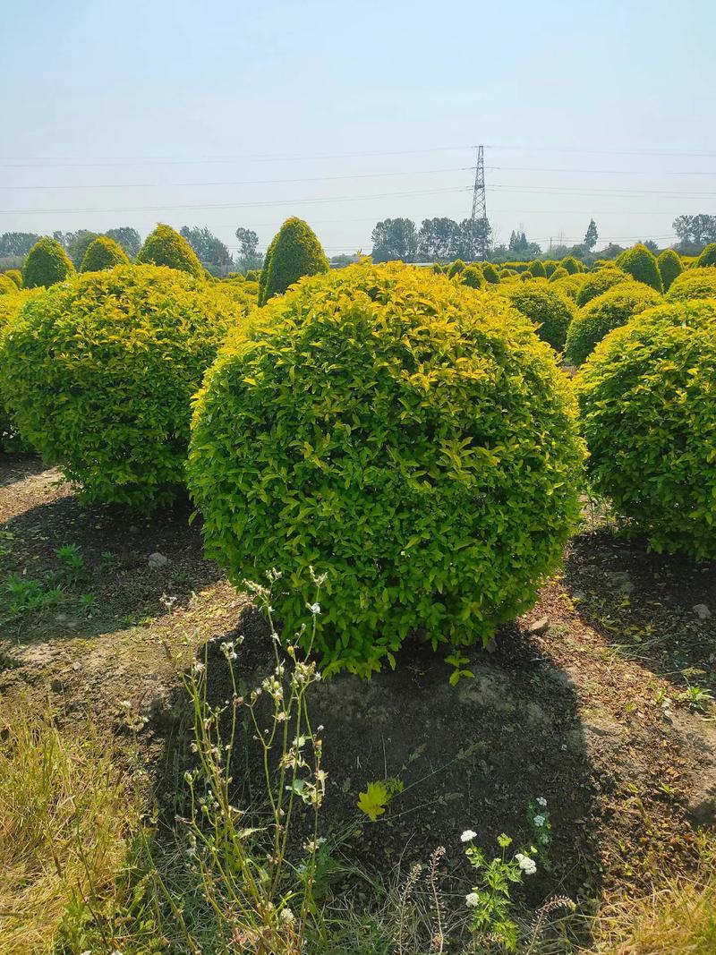 金冠女貞球,塔,柱型低價(jià)出售#現(xiàn)場(chǎng)實(shí)拍 #苗木種植基地 #歡