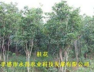 供應(yīng)孝感市永昌農(nóng)業(yè)科技發(fā)展批發(fā)綠化苗木桂花_農(nóng)副產(chǎn)品_世界工廠網(wǎng)中國(guó)產(chǎn)品信息庫(kù)