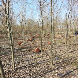 河北速生柳價(jià)格,河北 速生柳基地