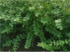 河北省定州市建衛(wèi)苗圃產(chǎn)品展示