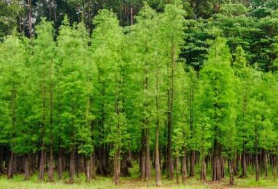 因地制宜,你的城市適合怎樣的苗木?_財經(jīng)_網(wǎng)