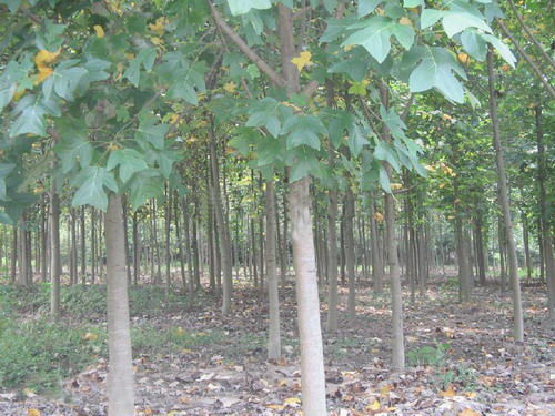 馬褂木 江西馬褂木 馬褂木特價苗 九江朋輝良種苗木專業合作社 13807920066