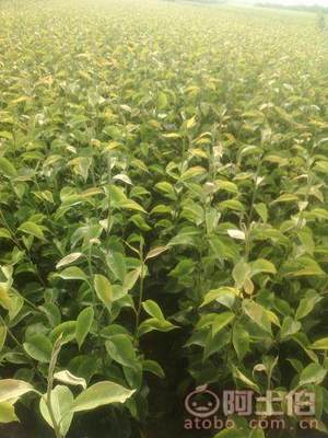 占地棗樹市場解析：2018年價格、產地與供應商概覽