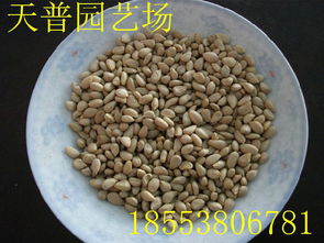 山東枸橘苗1-3年量大批發價格、廠家信息與林業種植指南