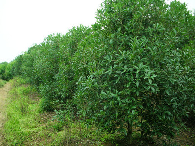 桂花——金華市雅畈澤文苗木場的優質苗木產品