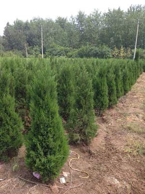 檜柏苗木批發(fā)渠道指南 專業(yè)市場(chǎng)與實(shí)用建議