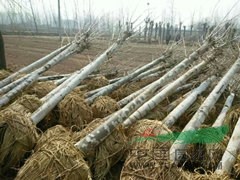 山東青青苗木基地 助力現(xiàn)代林業(yè)種植與生態(tài)發(fā)展