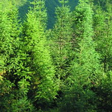 水杉09 明珠苗木的林業種植新機遇