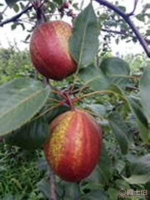 黃金梨苗種植與管理指南 栽種時間、水肥控制與生長表現